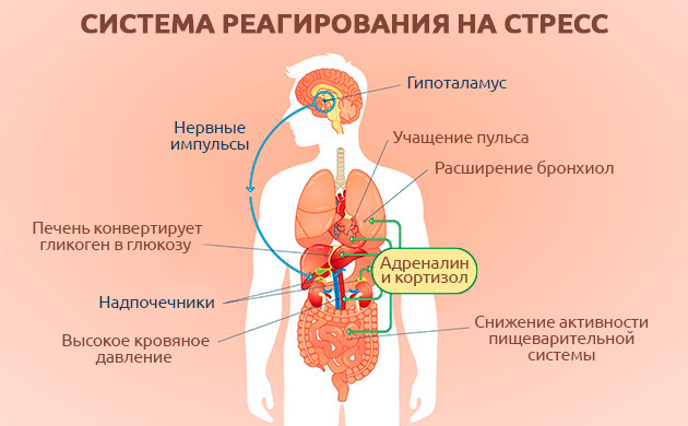 Роль миндалевидного тела в формировании фобий