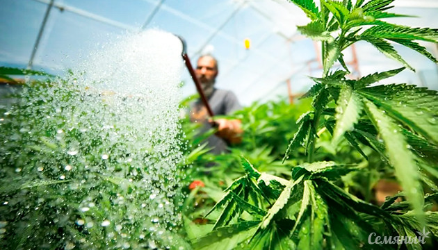 Как поливать марихуану