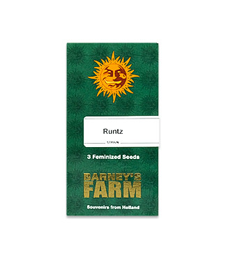 Runtz fem (Barney's Farm)
