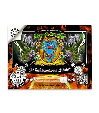 Jet Fuel Mandarine XL Auto fem (Sweet Seeds)