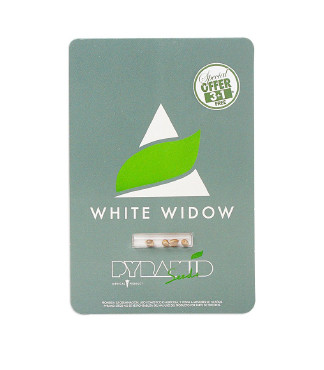 White Widow fem (Pyramid Seeds)