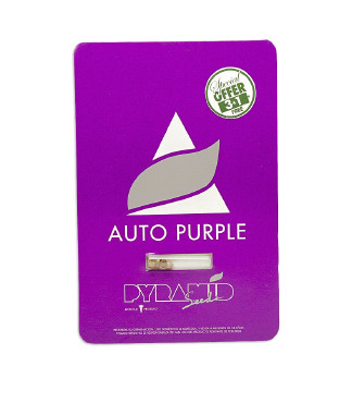 Auto Purple fem (Pyramid Seeds)