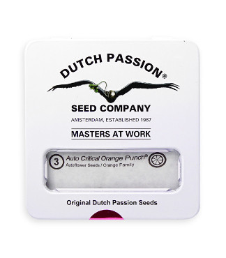 Auto Critical Orange Punch fem (Dutch Passion)
