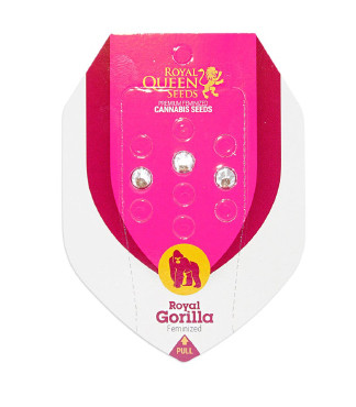 Royal Gorilla fem (RQS)