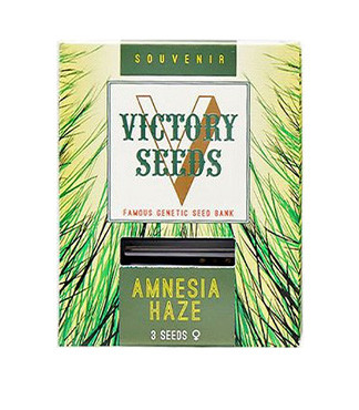 Amnesia Haze fem (Victory Seeds)