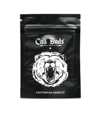 Bruce Banner Auto fem (Cali Buds Seeds)