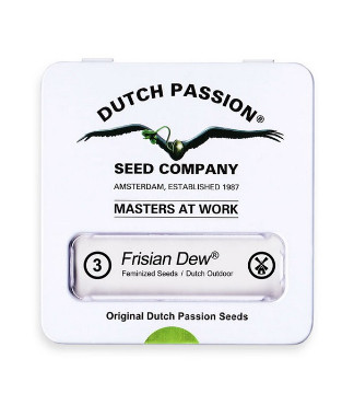 Frisian Dew fem (Dutch Passion)