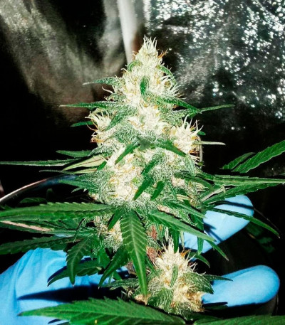 Семена сорта Afghan Cow fem (Dr. Krippling Seeds)