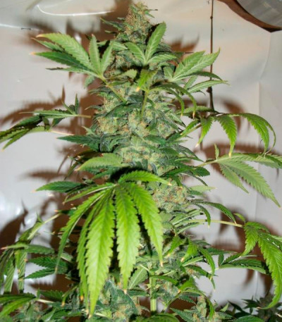 Семена сорта Black Russian fem (Delicious Seeds)