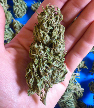 Семена сорта NYC Diesel CBD fem (Sweet Seeds)