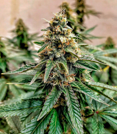 Семена сорта White Wedding RBX fem (Ethos Genetics)