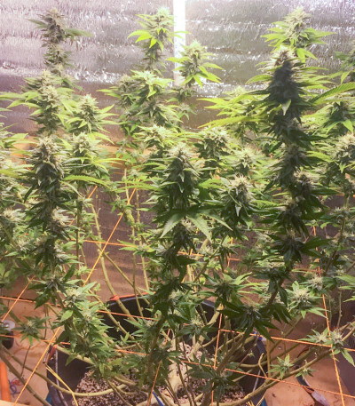 Семена сорта Gorilla Glue # 4 fem (Cali Buds Seeds)