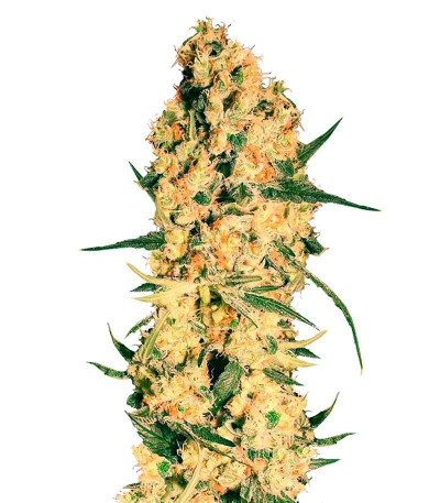 Семена сорта Jamaican Dream fem (Eva Seeds)