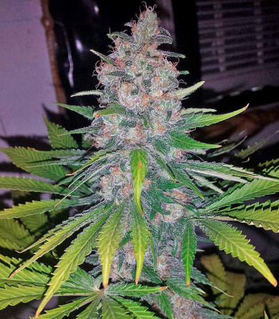 Семена сорта Sweet Skunk F1 Fast Version fem (Sweet Seeds)