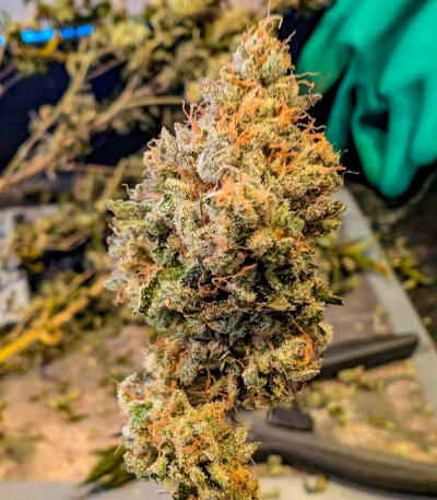 Семена сорта Gorilla Glue × Lemon Haze (7CH Seeds & Cali Buds Seeds)