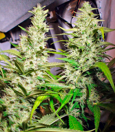 Семена сорта Mandala #1 reg