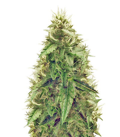 Семена сорта AK-49 Auto Fem (Vision Seeds)