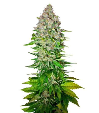 Семена сорта Jack 47 fem (Sweet Seeds)