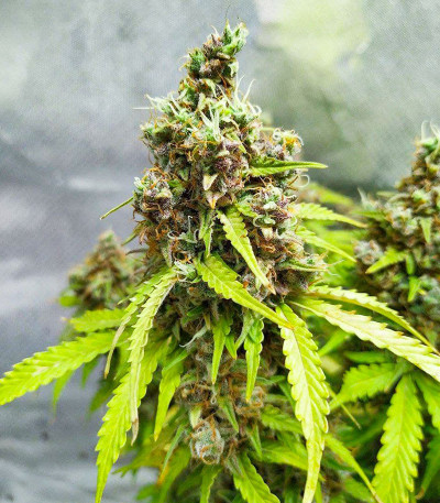 Семена сорта Animal Face Auto fem (Cali Buds Seeds)