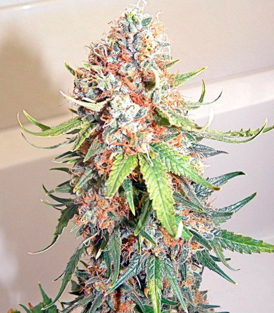 Семена сорта Big Band Max Auto