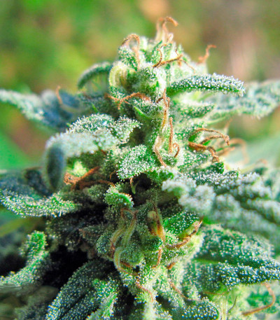 Семена сорта Fruitylicious fem