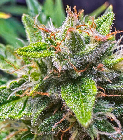 Семена сорта Plushberry Auto fem (7CH American)