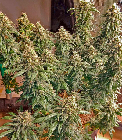 Семена сорта Runtz Punch fem (Herbies Seeds)