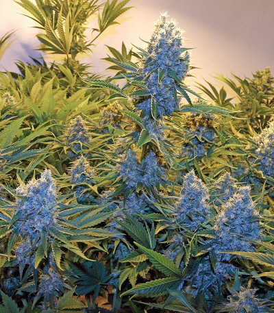 Семена сорта Serious Kush fem (Serious Seeds)
