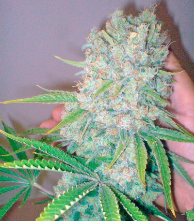 Семена сорта Galaxy fem (Pyramid Seeds)