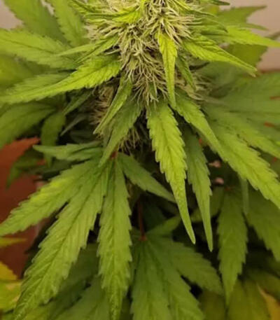 Семена сорта Great White Shark (Green House Seeds)