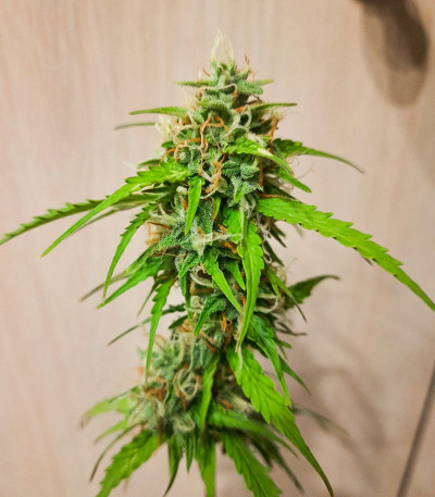 Семена сорта Wedding Cake Auto fem (Barney's Farm)