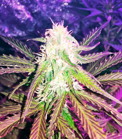 Семена сорта Northern Lights Automatic fem (Nirvana Seeds)
