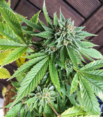 Семена сорта Underdawg Kush fem