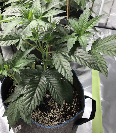 Семена сорта Wedding Gelato fem (RQS)