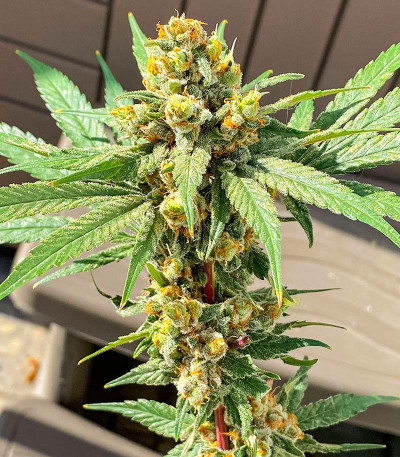 Семена сорта Nori Cake fem (Green House Seeds)