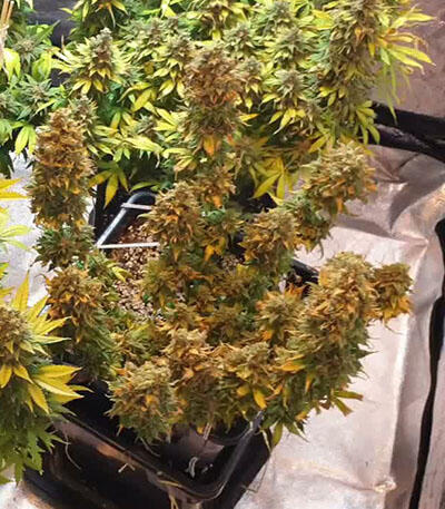 Семена сорта Delicious Candy fem (Delicious Seeds)