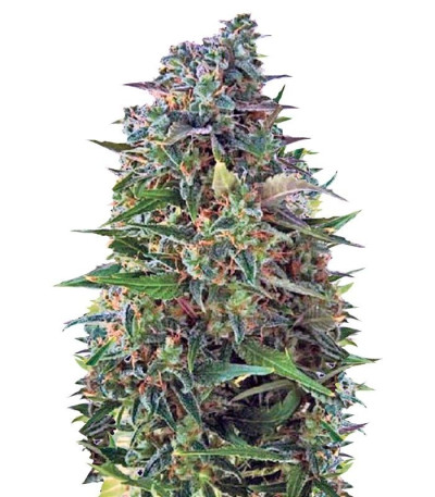 Семена сорта Auto NBA Diesel fem