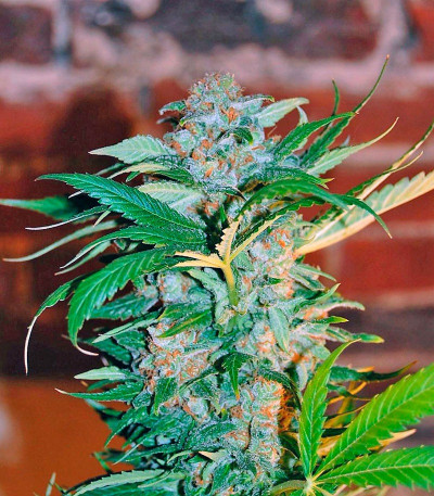 Семена сорта Wild Rose fem (Sweet Seeds)