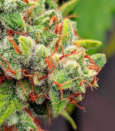 Семена сорта Dos-Vi-Dos 33 fem (Семяныч)