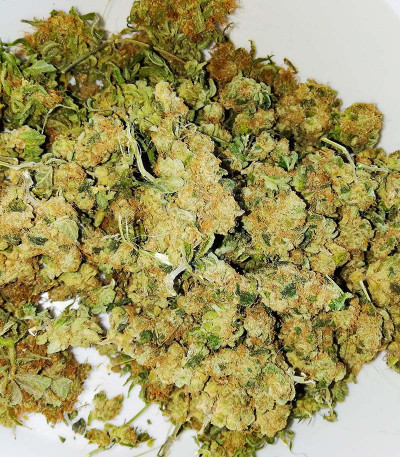 Семена сорта Girl Scout Cookies fem