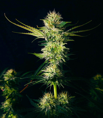 Семена сорта Grandmommy Purple fem (Herbies Seeds)