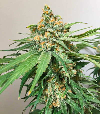 Семена сорта Hero Cookies fem (AlphaFem Seeds)