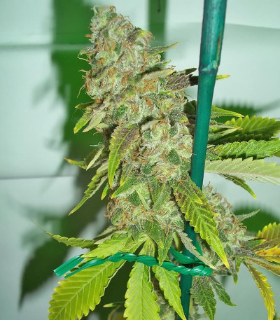 Семена сорта Pineapple Chunk fem (Семяныч)