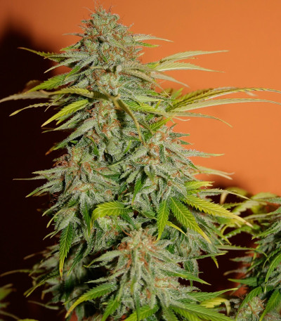 Семена сорта Papa's Candy fem