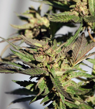 Семена сорта Peyote Critical fem (Barney's Farm)