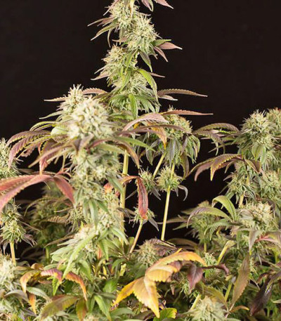 Семена сорта Remo Chemo fem (Dinafem Seeds)
