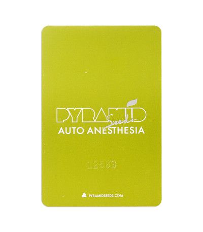 Семена сорта Auto Anesthesia fem (Pyramid Seeds)