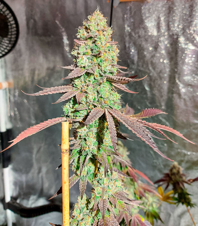 Семена конопли сорта Kush Mints Fast Version