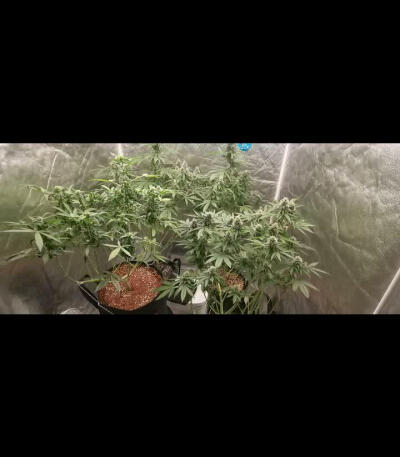 Семена сорта Dark Phoenix fem (Green House Seeds)
