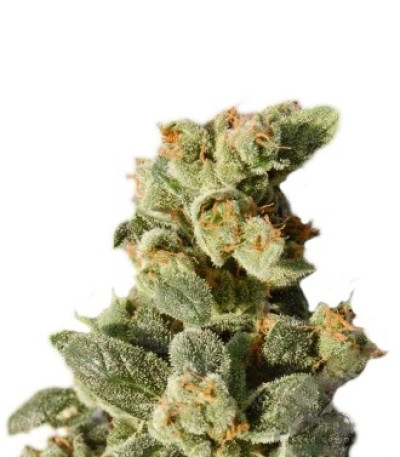 Семена сорта Gnomo Auto fem (Kannabia Seed Company)